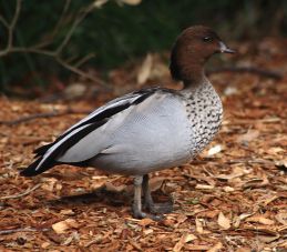Australian Wood Duck