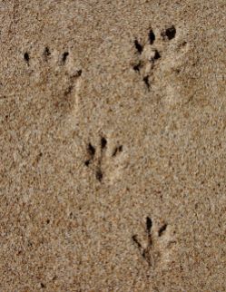Tasmanian Devil tracks