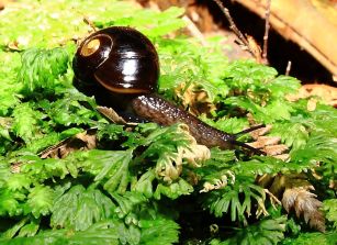 Carnivorous Black Ottway Snail