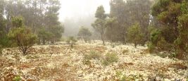Lichen covered forest