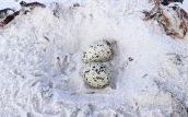 Hooded Plover Eggs