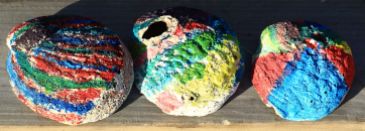 Painted Abalone