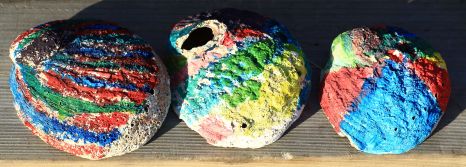 Painted Abalone