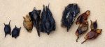 Shark and ray egg cases