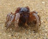 Soldier Crab close-up
