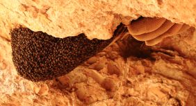 Ligurian Beehive in cave