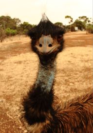 Mohawk Emu