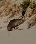 Emu on the Beach