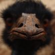 Emu - pointy end