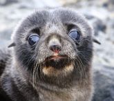 Fur Seal Pup