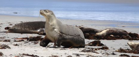 Seal Bay resident