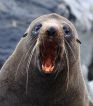 Fur seal yawn
