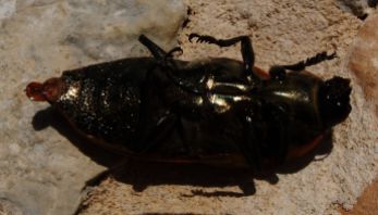 Desert cockroach