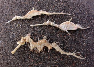 Seadragons washed up on the beach