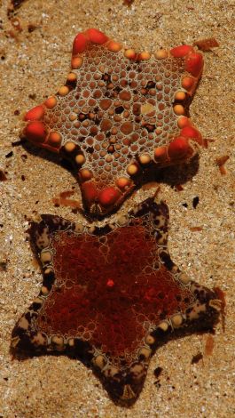 Rockpool starfish