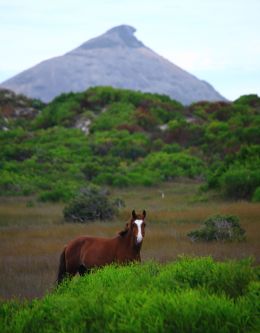 Brumby in front of Frenchmans Peak