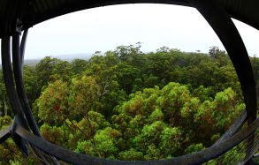 View over the canopy