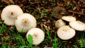 Mushrooms emerging