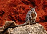 Black footed Rock Wallaby