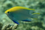 Ningaloo Reef Damselfish