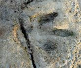 Gantheaume Point dinosaur footprint