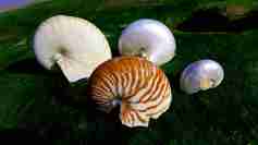 Chambered nautilus shells