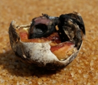 Turtle embryo in shell
