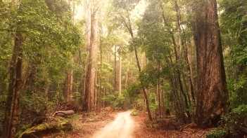 Forest track on Fraser Island